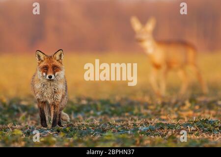 Fuchs, Vulpes vulpes, auf dem Feld stehend und beobachtend, Rehe, Capreolus capreolus, Hirsche, die im Hintergrund laufen. Wildlife Landschaft mit Multi Stockfoto