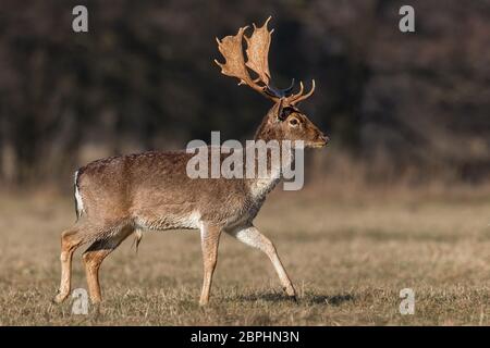 Damwild, Dama Dama, männliche Buck mit Geweih auf Wiese im Frühjahr auf trockenem Gras. Sonnenschein hohe Kontrast und lebendige Farben. Detaillierte cl Stockfoto