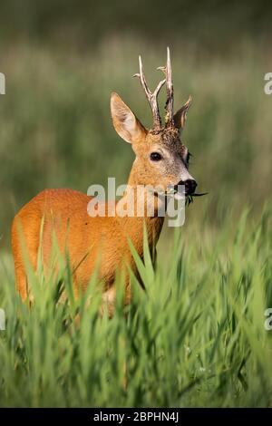 Rehe, Hyla arborea, Buck im Sommer in der hohen Vegetation versteckt. Wildes Tier in der Natur. Natur. Stockfoto