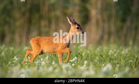 Rehe, Hyla arborea, fawn Wandern auf einer Wiese mit Wildblumen. Süße Youngster der wildlebenden Tier in der Natur. Säugetier Baby. Stockfoto