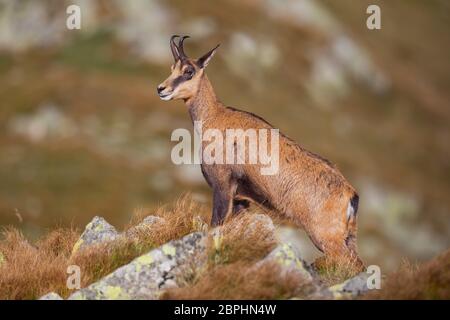 Gämsen, rupicapra Rupicapra, majestätisch stehend auf Felsen in den hohen Bergen. Sommer wildlife Bild von Wild Mountain Tier. Stockfoto