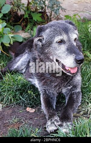 Ein alter Hund sitzt im Gras und schaut sich um. Stockfoto