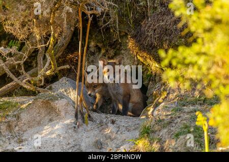 Die Jungen aus dem Roten Fuchs standen am Eingang ihrer Höhle. Stockfoto