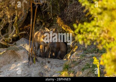 Die Jungen aus dem Roten Fuchs standen am Eingang ihrer Höhle. Stockfoto