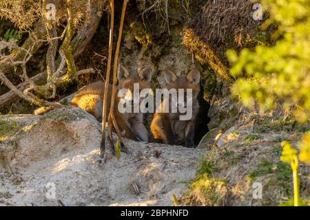 Die Jungen aus dem Roten Fuchs standen am Eingang ihrer Höhle. Stockfoto