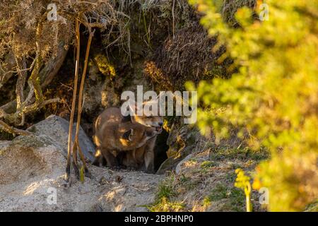 Die Jungen aus dem Roten Fuchs standen am Eingang ihrer Höhle. Stockfoto