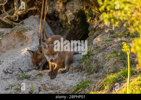 Die Jungen aus dem Roten Fuchs standen am Eingang ihrer Höhle. Stockfoto