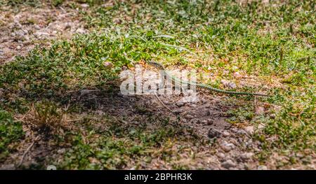 Lizard Wandern auf dem Gras in der Natur in Portugal Stockfoto