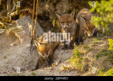 Die Jungen aus dem Roten Fuchs standen am Eingang ihrer Höhle. Stockfoto