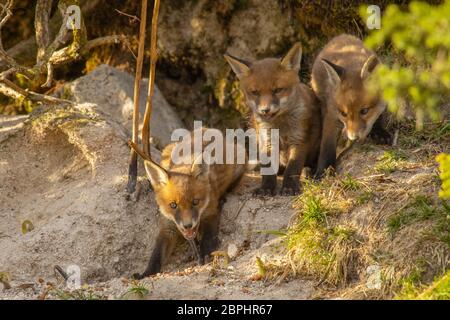 Die Jungen aus dem Roten Fuchs standen am Eingang ihrer Höhle. Stockfoto