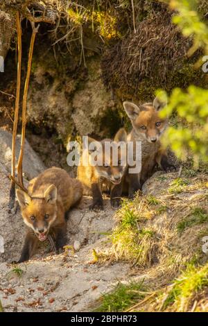 Die Jungen aus dem Roten Fuchs standen am Eingang ihrer Höhle. Stockfoto