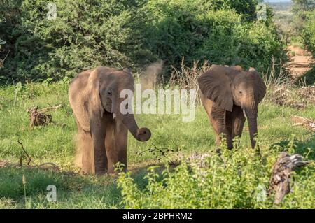 Zwei Elefanten in Samburu Park besetzt in der Badewanne von scheiterhaufen im Zentrum von Kenia Stockfoto