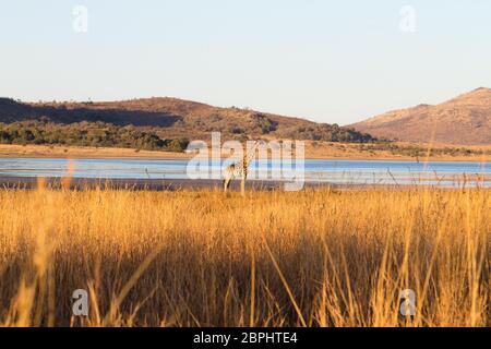 Giraffe in der Nähe von Pilanesberg National Park, Südafrika. Safari und Tierwelt. Kap-Giraffe oder South African giraffe Stockfoto