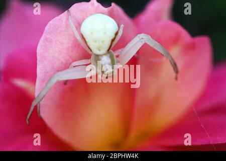 Krabbenspinne auf rosa Rosenblatt, weiße Spinne auf Blume im Garten, Wildtiere Insekt, Krabbenspinne auf Rose Makro, Makrofotografie, Stockfoto Stockfoto