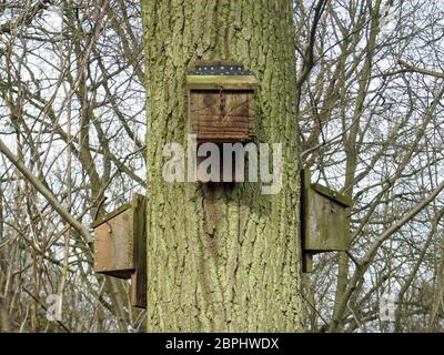 Drei Fledermauskästen an einem Baumstamm befestigt. Zeigt, wie sie um den Baum herum angeordnet werden sollten. Diese haben Klappdeckel mit Haken, um sie zu schließen. Hintergrund Stockfoto