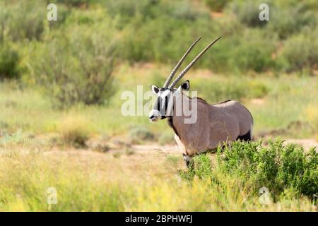 Oryx Oryx gazella in der Kalahari, grüne Wüste mit hohen Gras nach der Regenzeit. Kgalagadi Transfrontier Park, Südafrika Wildlife Safari Stockfoto