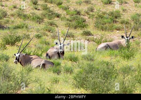 Oryx Oryx gazella in der Kalahari, grüne Wüste mit hohen Gras nach der Regenzeit. Kgalagadi Transfrontier Park, Südafrika Wildlife Safari Stockfoto