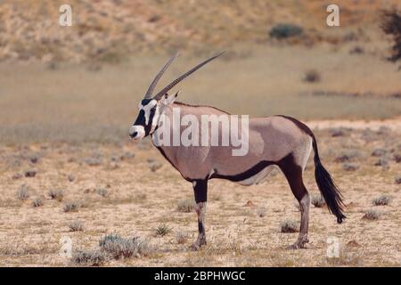 Oryx Oryx gazella in der Kalahari, grüne Wüste mit hohen Gras nach der Regenzeit. Kgalagadi Transfrontier Park, Südafrika Wildlife Safari Stockfoto