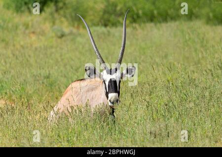 Oryx Oryx gazella in der Kalahari, grüne Wüste mit hohen Gras nach der Regenzeit. Kgalagadi Transfrontier Park, Südafrika Wildlife Safari Stockfoto