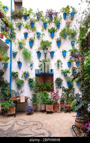 Schöne andalusische Terrasse façade mit Pflanzen von der Wand hängen in blauen Töpfen und über Mosaiksteinböden verteilt dekoriert. Córdoba, Andalusien, Sp Stockfoto