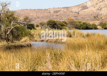 Herde der Flusspferde schlafen entlang von Pilanesberg National Park, Südafrika. Safari in Tierwelt. Tiere in der Natur Stockfoto