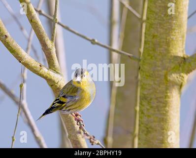 Männlich black-headed Goldfinch sitzen auf einem Zweig Stockfoto