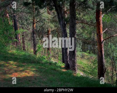 Taiga-Weg entlang der Kiefern im Schatten. Diagonale Winkelkomposition. Feder. Stockfoto