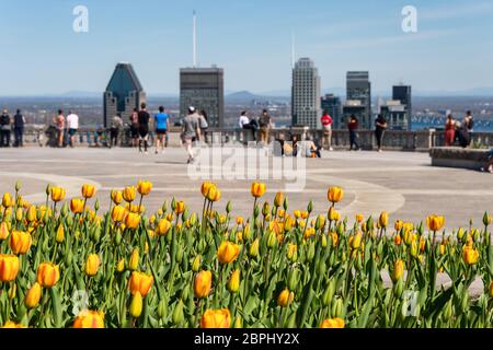 Montreal, CA - 18 May 2020 : Gelbe Tulpen blühen auf dem Gipfel des Mount Royal, Montreal Skyline in der Ferne Stockfoto