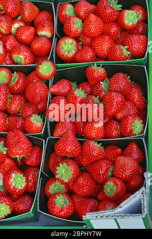 Frische Erdbeeren in Kleine Fächer für Verkauf Stockfoto