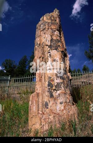 Versteinerte Bäume, Yellowstone National Park, Wyoming Stockfoto