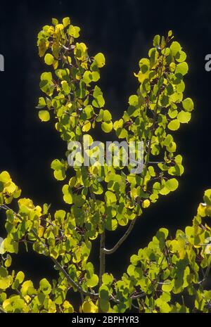 Aspen Leaves, Grand Teton National Park, Wyoming Stockfoto