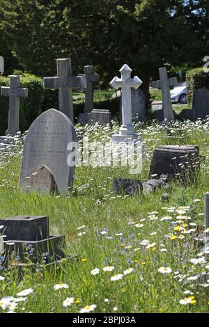 Wilde Blumen wachsen unter den Grabsteinen auf dem Kirchhof der All Saints Church, Sanderstead, South Croydon, Surrey, Großbritannien. Stockfoto