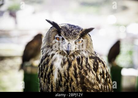 Königliche Eule in einer Anzeige von Greifvögeln, Kraft und Größe, Detail von großen Vogel, Vogel Stockfoto