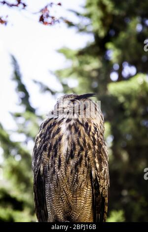 Königliche Eule in einer Anzeige von Greifvögeln, Kraft und Größe, Detail von großen Vogel, Vogel Stockfoto