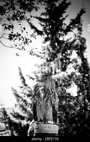 Royal Eule in einer Anzeige von Raubvögeln, Macht und Größe, Detail der grosse Vogel, Vogel Stockfoto