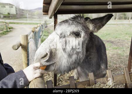Esel essen Säugetiere Detail auf einem Bauernhof Fütterung, Haustiere Stockfoto