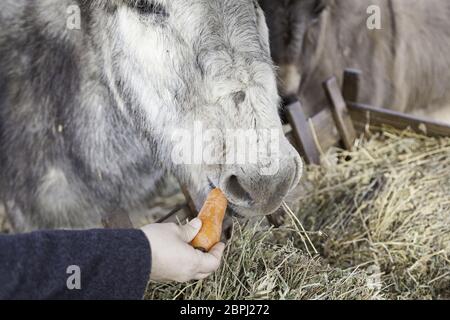 Esel essen Säugetiere Detail auf einem Bauernhof Fütterung, Haustiere Stockfoto