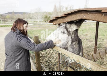 Ich streicheln einen Esel auf einem Bauernhof, geben Details einer Person, um eine tierische Zuneigung Stockfoto