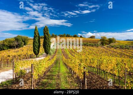 Ein Herbstweingarten in der Chianti-Region der Toskana zwischen Greve in Chianti und Panzano in Chianti Stockfoto