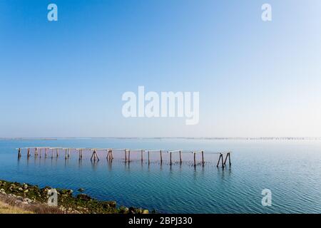 Muschelzucht aus Po River Lagoon, Italien. Scardovari Strand. Italienische Landschaft Stockfoto