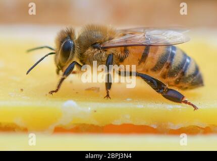 Briesen, Deutschland. Mai 2020. Eine Honigbiene. Der 20. Mai ist der Weltbienentag der Vereinten Nationen, daher unterstreicht die Weltgemeinschaft den dringenden Schutz der Bienen. Die Bedeutung der Bienen als Bestäuber für die biologische Vielfalt und Ernährungssicherheit ist für die Menschheit von grundlegender Bedeutung. Eine Bienenkolonie besteht aus einer Königin, mehreren hundert Drohnen und 30,000 bis 60,000 Arbeiterbienen - im Sommer bis 120,000. Quelle: Patrick Pleul/dpa-Zentralbild/ZB/dpa/Alamy Live News Stockfoto