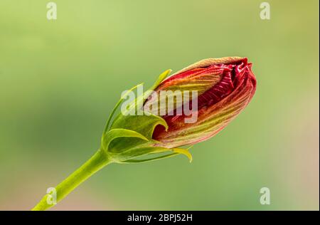 Nahaufnahme einer einzelnen roten Hibiskusblüte vor grünem Hintergrund Stockfoto