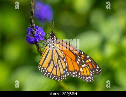 Einzelner Monarch-Schmetterling, Danaus plexippus, auch bekannt als Milchkraut, gewöhnlicher Tiger, Wanderer und schwarz geädertes Braun auf einer purpurnen Blume Stockfoto