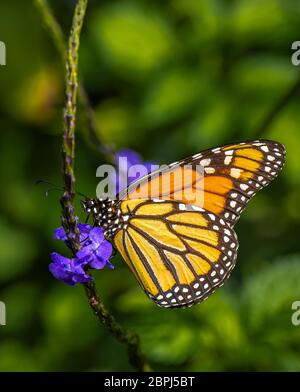 Einzelner Monarch-Schmetterling, Danaus plexippus, auch bekannt als Milchkraut, gewöhnlicher Tiger, Wanderer und schwarz geädertes Braun auf einer purpurnen Blume Stockfoto