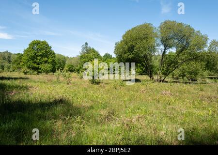 Blick auf die Eastern Clearing, eine Waldlichtung in Bentley Wood SSSI an der Grenze zu Hampshire Wiltshire, Großbritannien, gut für Schmetterlinge und andere Wildtiere Stockfoto