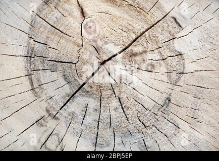 Textur der Baumstamm. Holz baum Abschnitt mit Rissen und Jahresringe. Holz Hintergrund. Stockfoto