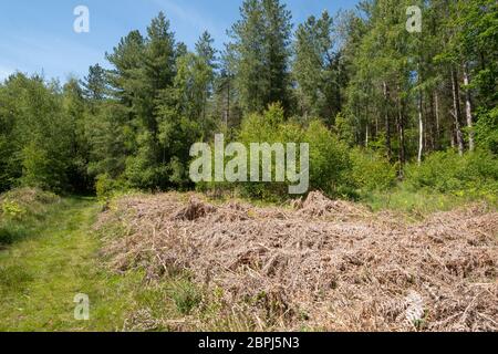 Blick auf eine Waldtour mit Bracken in Bentley Wood an der Grenze zu Hampshire Wiltshire, Großbritannien, einem SSSI, der für seine Wildtiere bekannt ist Stockfoto