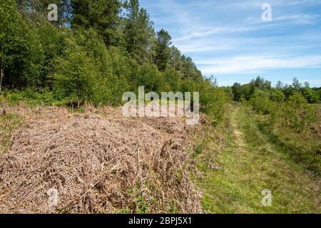 Blick auf eine Waldtour mit Bracken in Bentley Wood an der Grenze zu Hampshire Wiltshire, Großbritannien, einem SSSI, der für seine Wildtiere bekannt ist Stockfoto