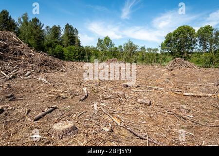 Blick auf Bentley Wood an der Grenze zu Hampshire Wiltshire, Großbritannien, mit einem Gebiet, das kürzlich von Nadelbäumen befreit wurde, um den Lebensraum für Wildtiere zu verbessern Stockfoto