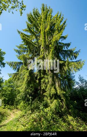 Brauereifichte (Picea breweriana) in Bentley Wood an der Grenze zu Hampshire Wiltshire, England, Großbritannien, eine hohe Nadelmaschine mit hängendem Laub Stockfoto